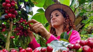 Fondo Nacional del Café: Alerta por futuro de su contrato