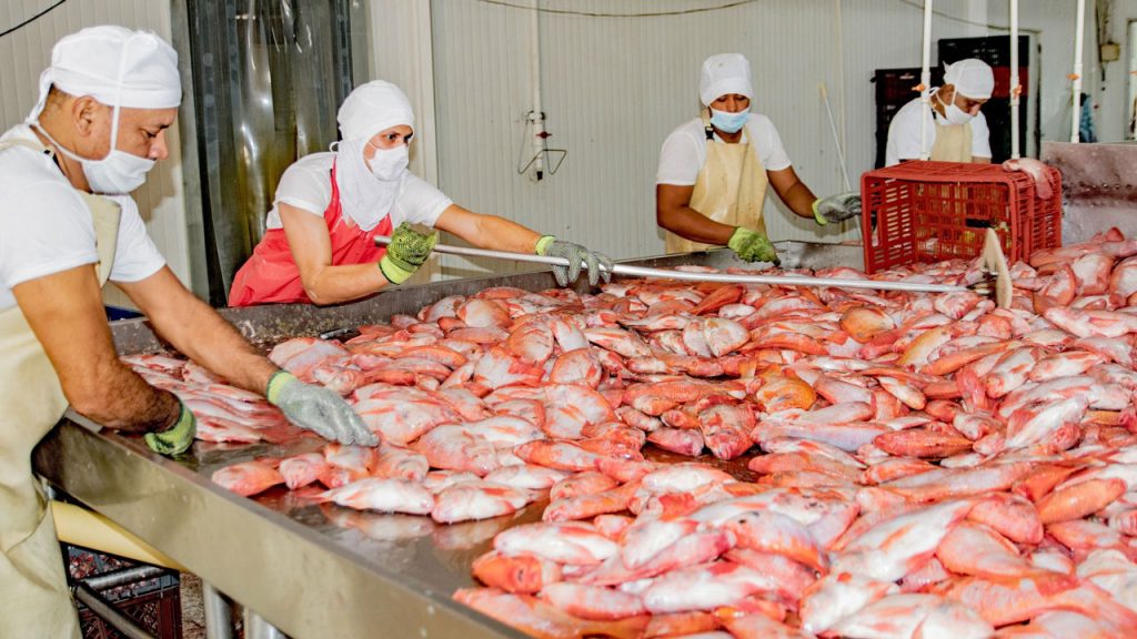 Huila líder acuícola: 37% del pescado nacional