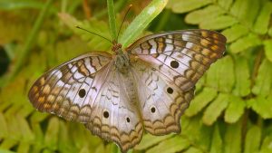 Semana Global de las Mariposas: El nuevo reto ambiental de Colombia