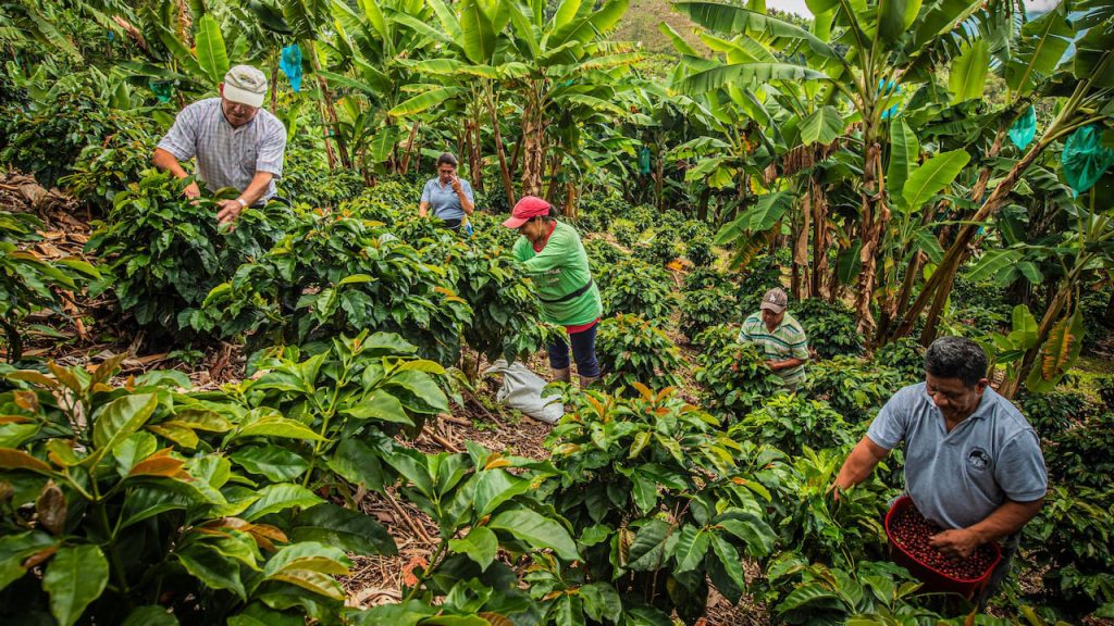 Alivio tributario salva a cooperativas cafeteras