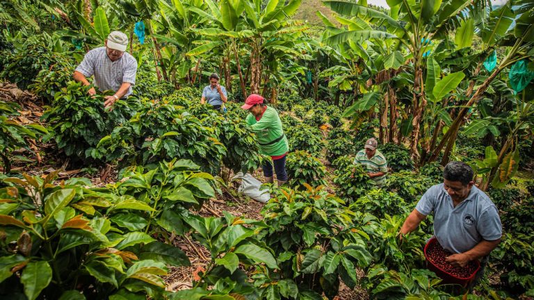 Alivio tributario salva a cooperativas cafeteras