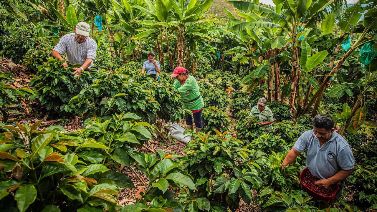 Alivio tributario salva a cooperativas cafeteras