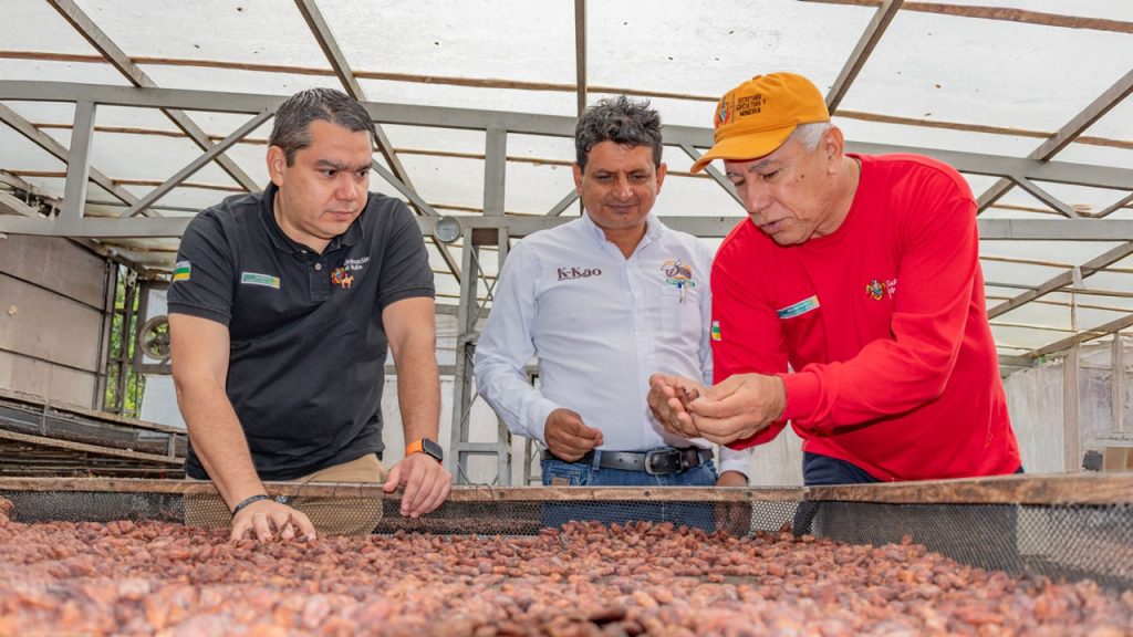 De grano a licor, la nueva apuesta del cacao huilense