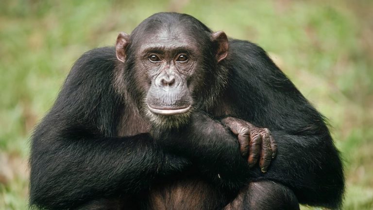 Día Mundial del Chimpancé, alerta por nuestro pariente