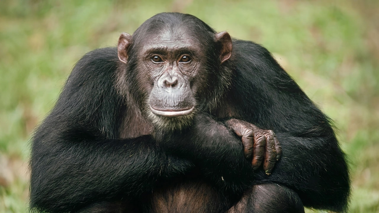 Día Mundial del Chimpancé, alerta por nuestro pariente