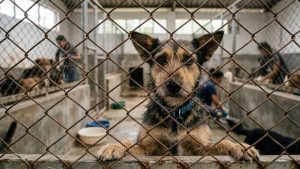 Día Mundial del Perro. El reto global del abandono
