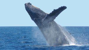 Día de las Ballenas y Delfines: ¿Futuro en Peligro?