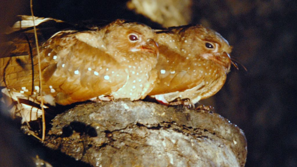 El Guácharo: El "GPS Nocturno" que Resguarda el Parque Nacional Más Antiguo de Colombia