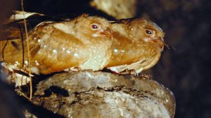 El Guácharo: El "GPS Nocturno" que Resguarda el Parque Nacional Más Antiguo de Colombia