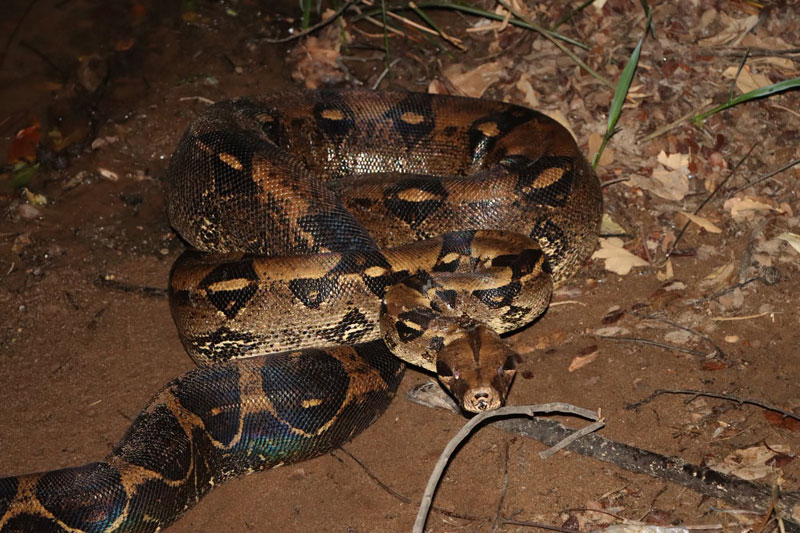El Huila libera a más de 600 animales silvestres rescatados