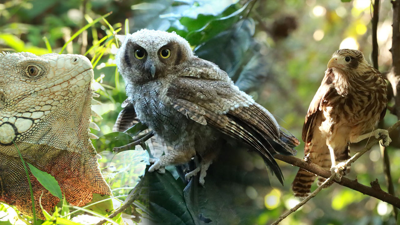 El Huila libera a más de 600 animales silvestres rescatados