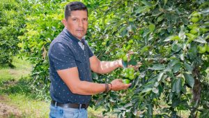 El limón Tahití del Huila conquista el paladar europeo