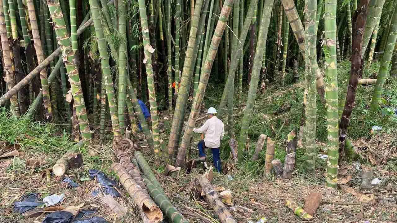 El salvavidas normativo para la guadua en Pitalito