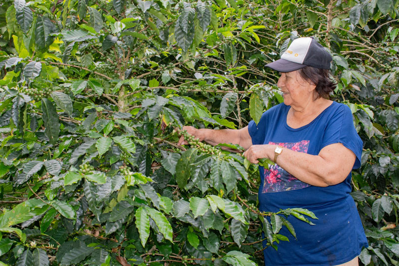 Huila renueva su caficultura
