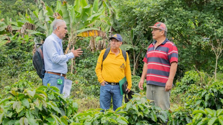 Huila renueva su caficultura