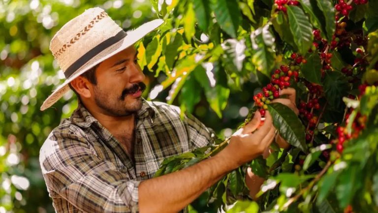 Respiro para caficultores: prórroga al Fondo del Café