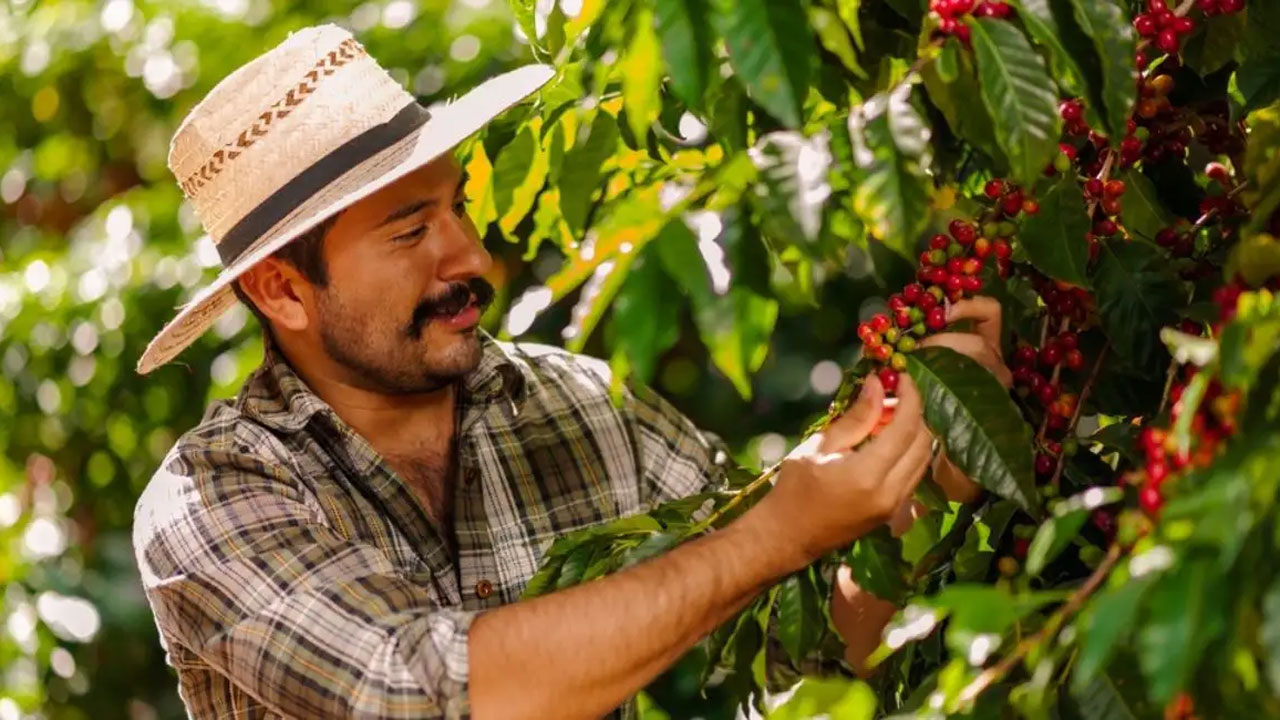 Respiro para caficultores: prórroga al Fondo del Café