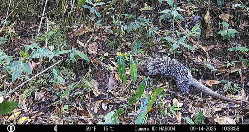 Tres nuevas especies silvestres registradas en el Huila