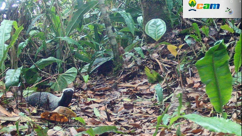 Tres nuevas especies silvestres registradas en el Huila