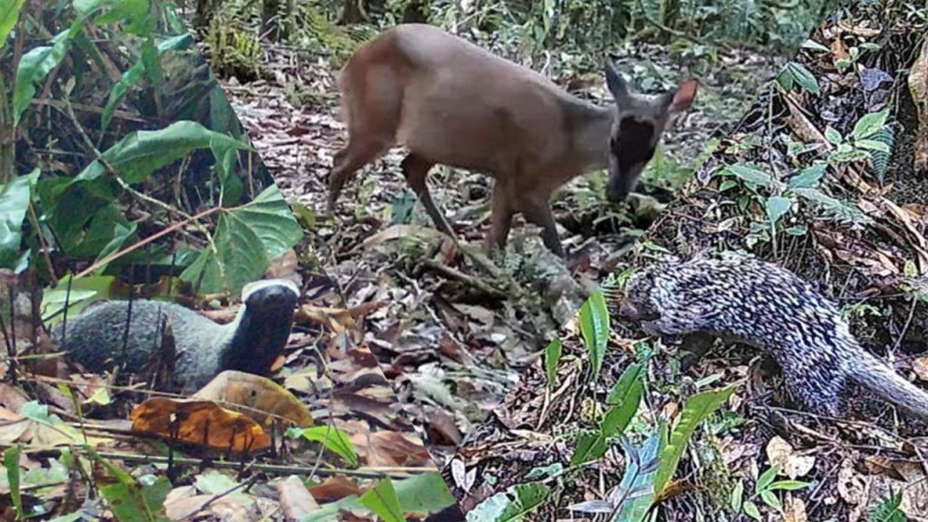 Tres nuevas especies silvestres registradas en el Huila