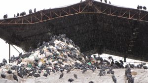 Biorgánicos del Sur de nuevo al borde del colapso