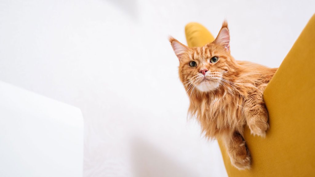 Día Internacional del Gato: su origen y celebración