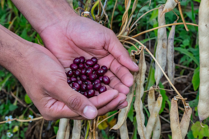 El Huila alimenta a Colombia