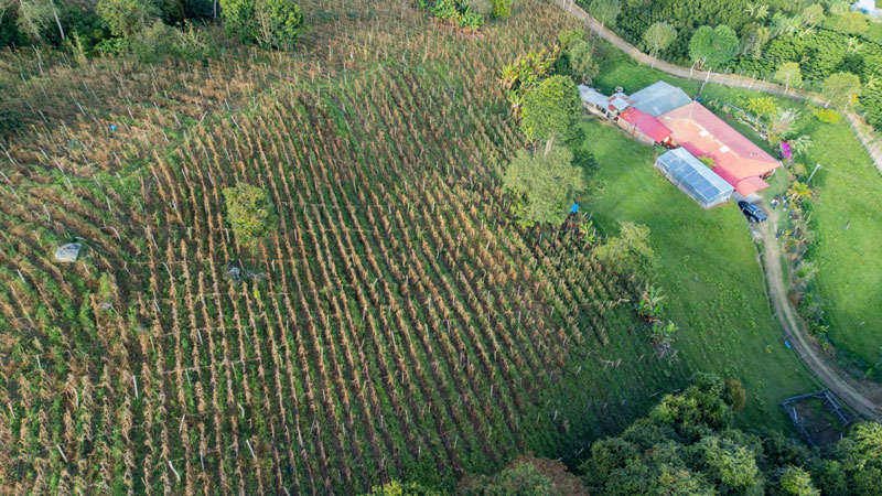 El Huila alimenta a Colombia