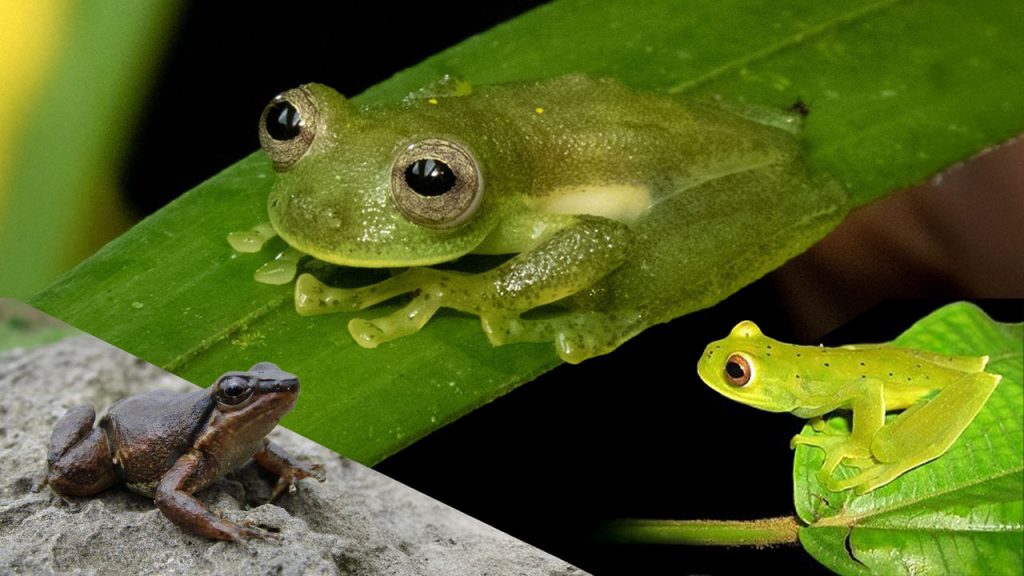 El Huila revela tres nuevas especies de ranas