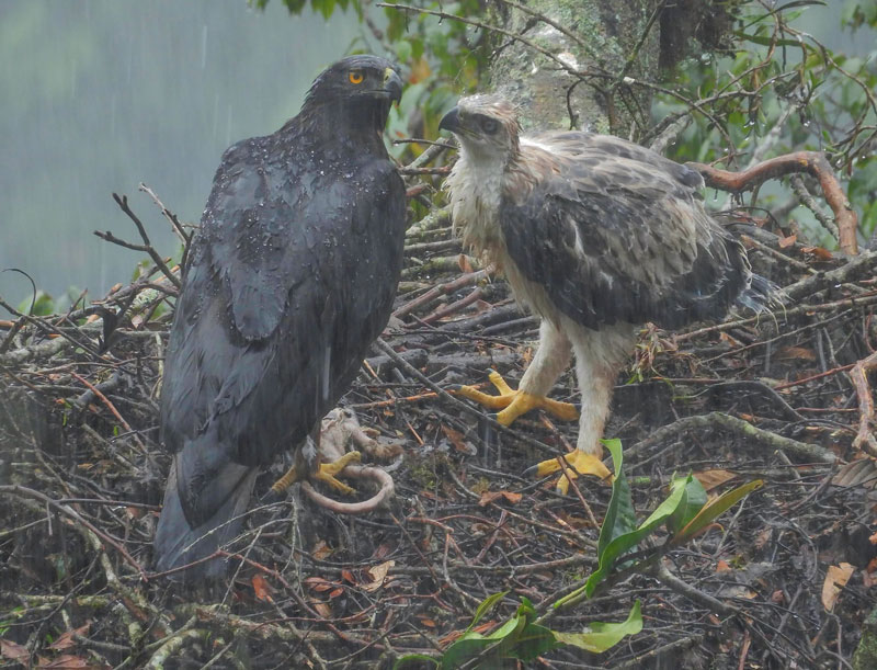 El regreso del polluelo del águila real