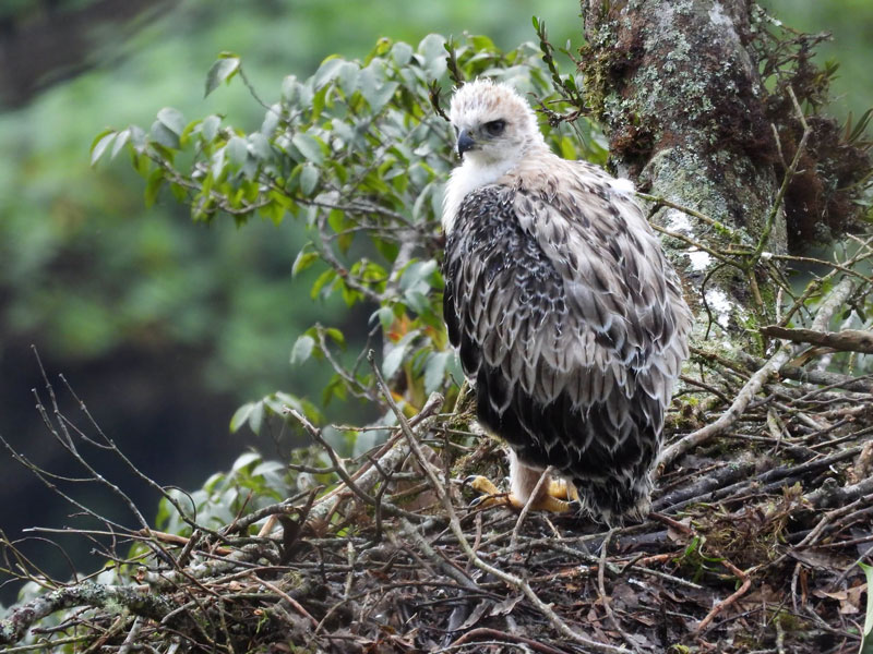 El regreso del polluelo del águila real