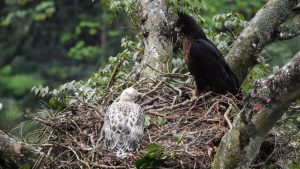 El regreso del polluelo del águila real