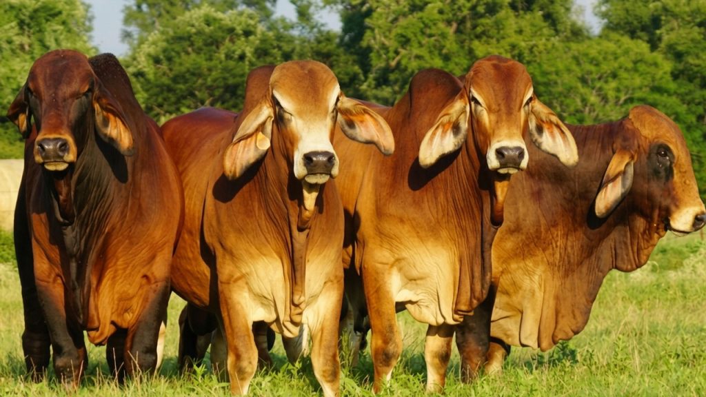 Huila y Caquetá impulsan su ganadería con Brahman Rojo