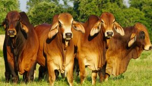 Huila y Caquetá impulsan su ganadería con Brahman Rojo