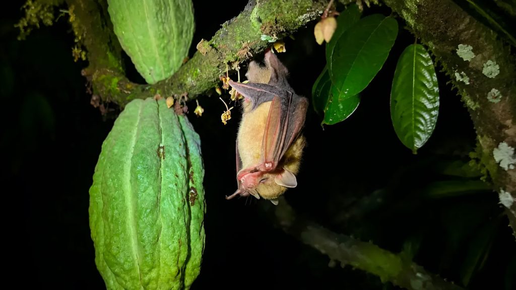 Murciélagos, escudo natural del cacao en el Huila