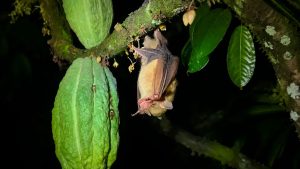 Murciélagos, escudo natural del cacao en el Huila