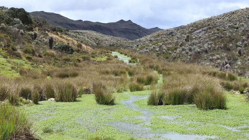 Páramo de Sumapaz, blindaje crucial para el agua