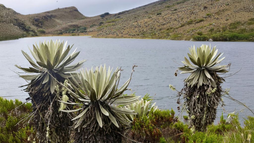 Páramo de Sumapaz, blindaje crucial para el agua