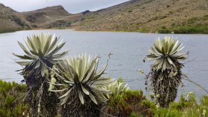Páramo de Sumapaz, blindaje crucial para el agua