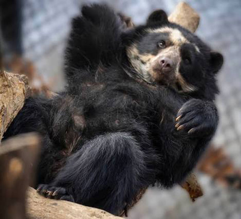 Pitalito y San Agustín acogen el Festival del Oso Andino y la Danta de Montaña 2026
