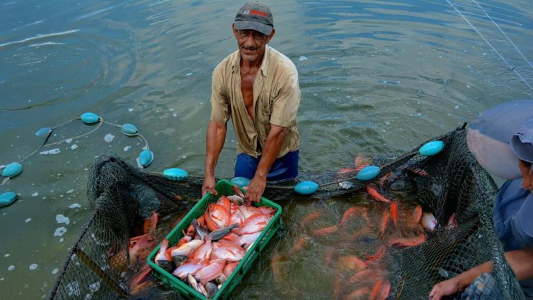 Plan para salvar la tilapia del Huila