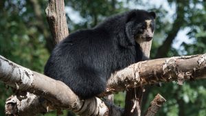 Preparan XI Festival del Oso Andino y la Danta de Montaña