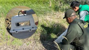 Tres animales silvestres regresan a su hábitat en Neiva