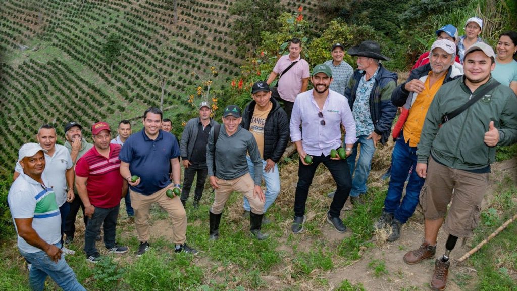Aguacate Hass del Huila busca la exportación