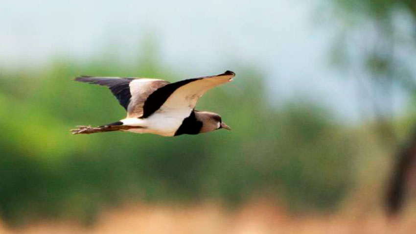 Arrozales del Huila: Refugio de Aves Migratorias