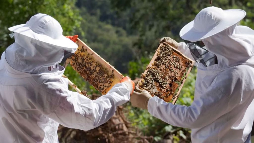 El Niño amenaza al sector apícola