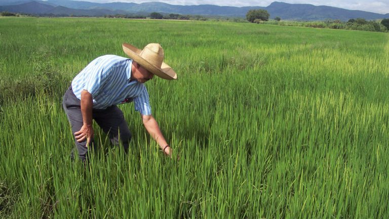 El Niño amenaza el 40% del agro en Huila