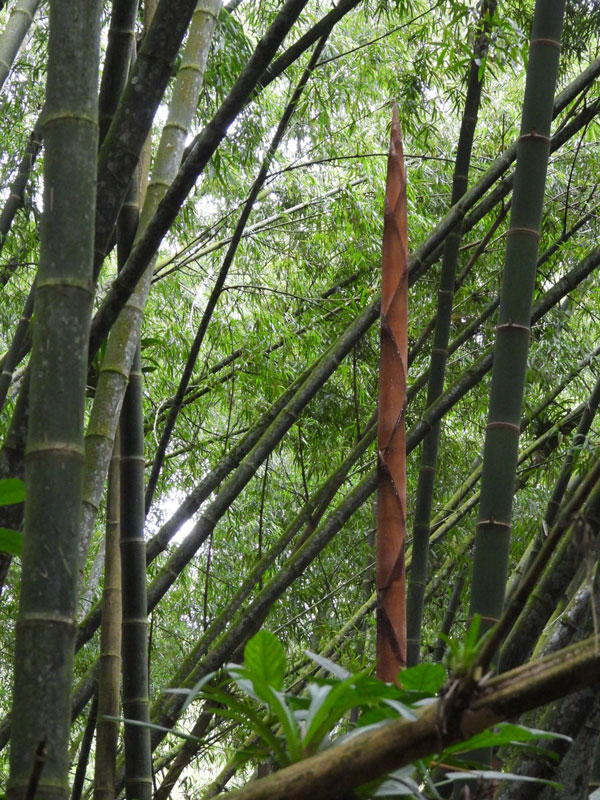 El futuro verde de la guadua: Biochar, innovación y nueva política ambiental en Colombia