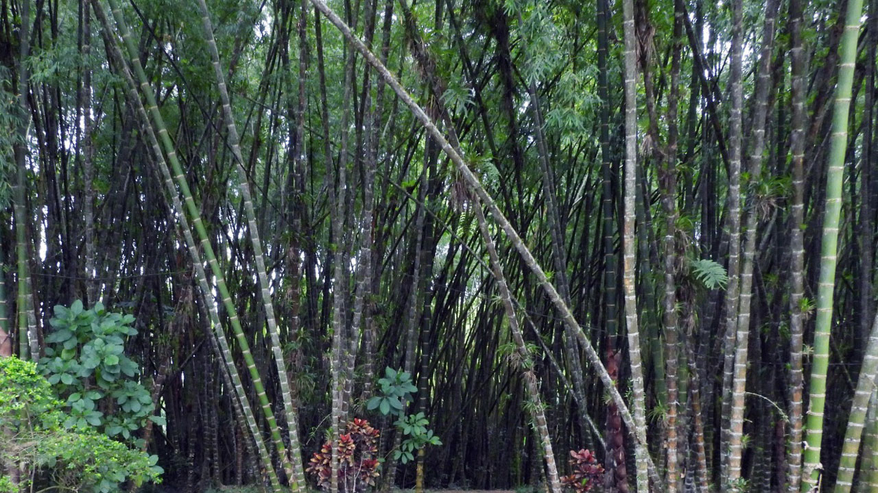 El futuro verde de la guadua: Biochar, innovación y nueva política ambiental en Colombia