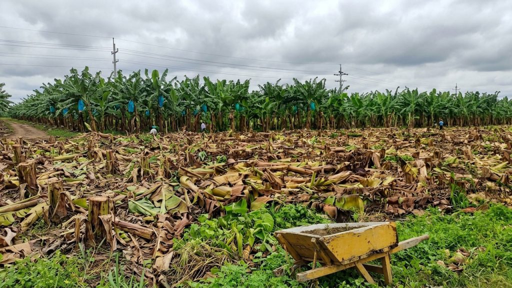 Fuerte sequía reduce hasta un 70 % la producción de plátano en Huila